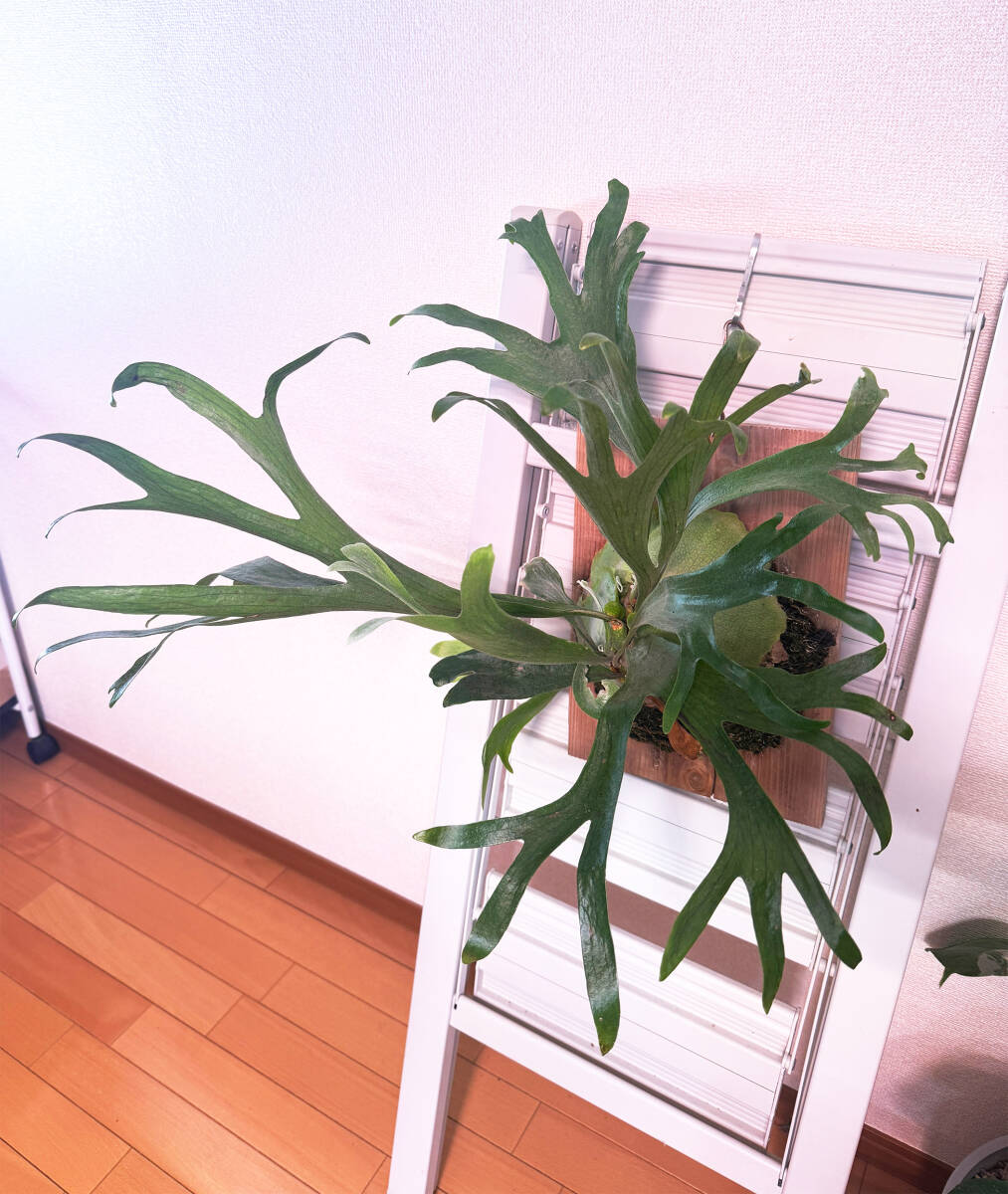 Yahoo!オークション -「親株」(ビカクシダ、コウモリラン) (観葉植物