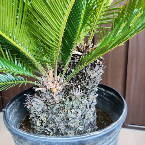 極太☆カッコいい！！ 蘇鉄 ソテツ 鉢植え ダイナミック 苗 盆栽