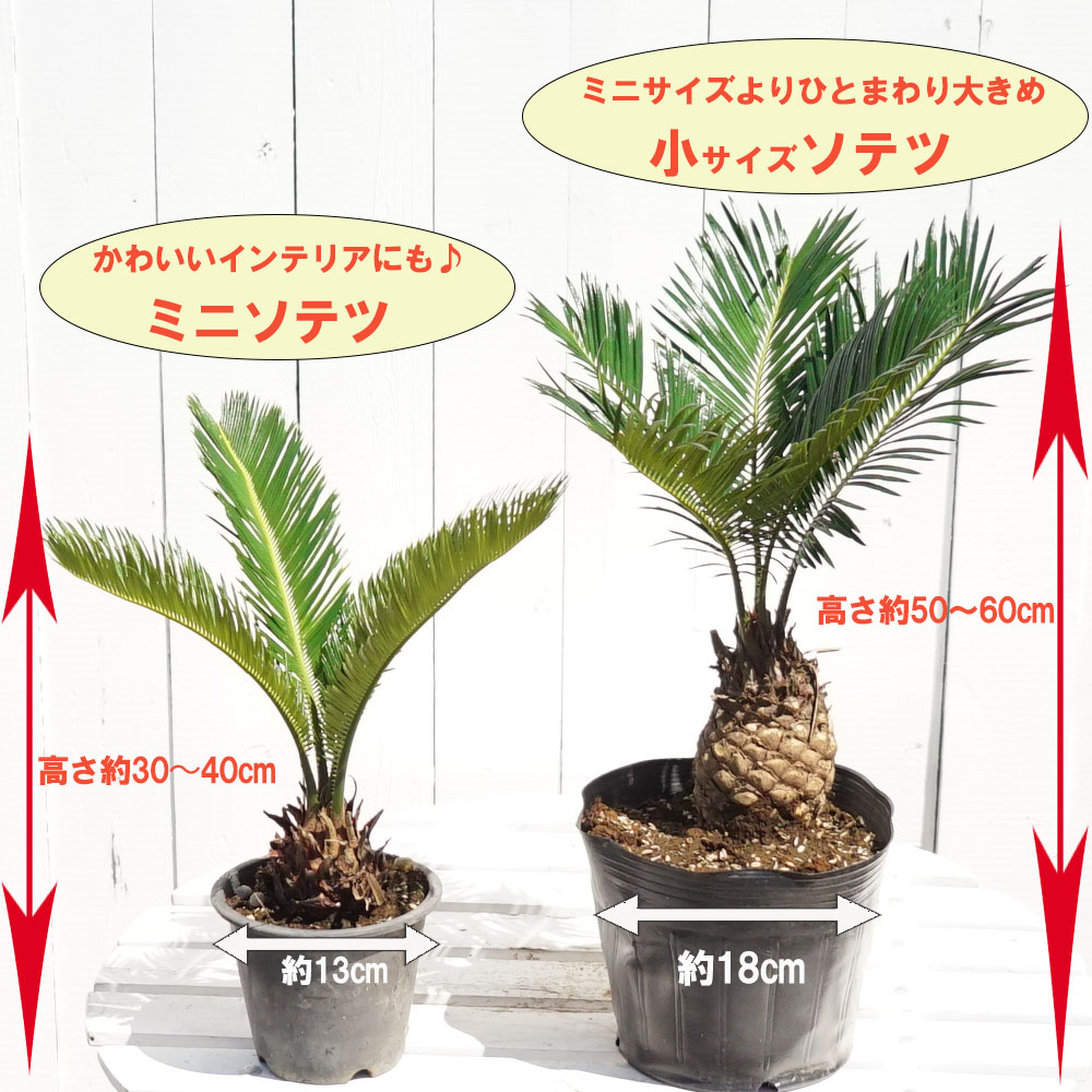 楽天市場】蘇鉄 (ソテツ) 40cm Good Style 苗 観葉植物 : 苗木部 by