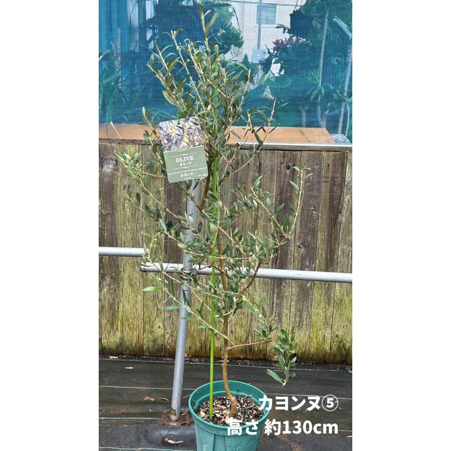 小倉園 オリーブ・カヨンヌ 8号鉢 オリーブの木 鉢植え 庭木 希少 現品