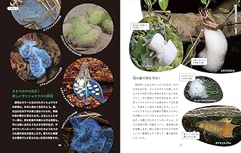 たくましくて美しい 淡水生物図鑑 | 関慎太郎 |本 | 通販 | Amazon