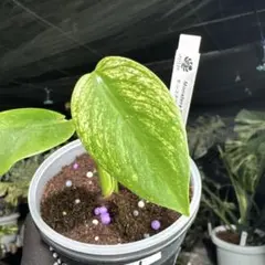 2026年最新】モンステラ 組織培養の人気アイテム - メルカリ