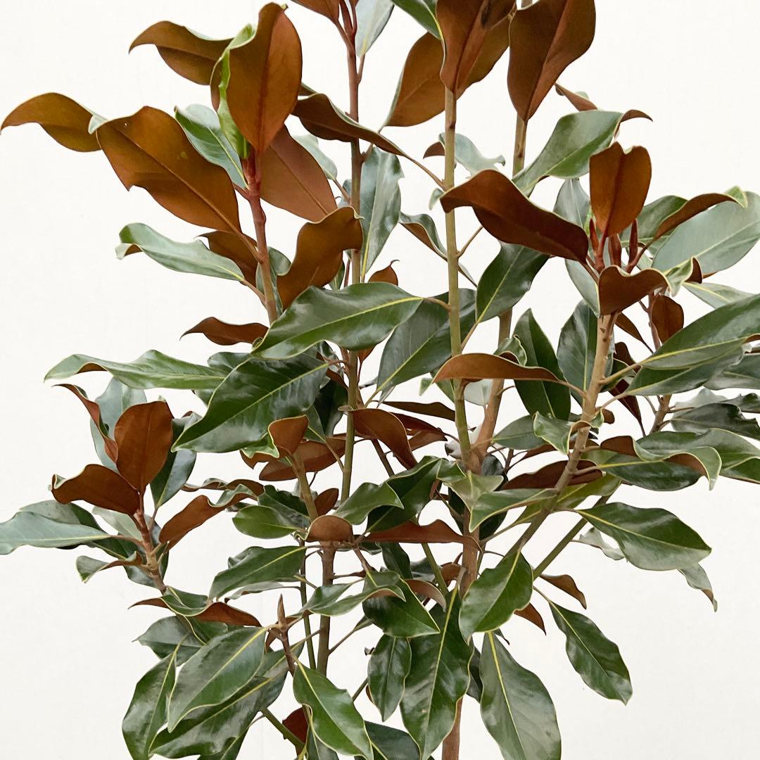 タイサンボク ケイパレス 常緑樹 約90cm 楽天市場】タイサンボク