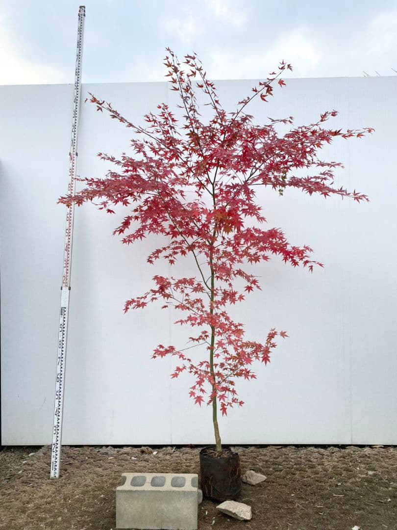 イロハモミジ/889 イロハモミジ – チイキツリー