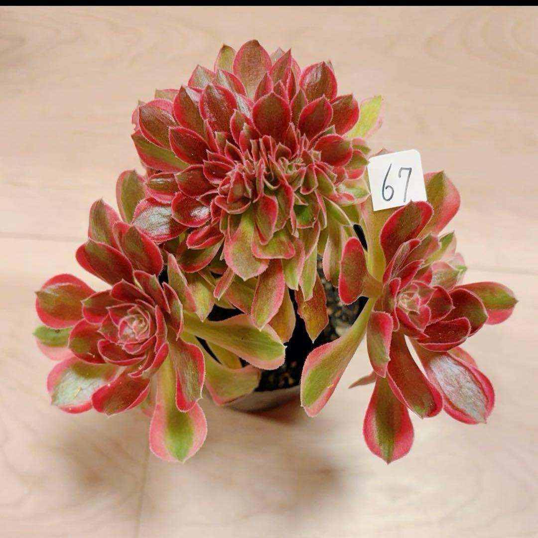 67#多肉植物アエオニウム錦❤️ピンクウィッチセッカ❤️16cm 拔き苗 67#多肉植物アエオニウム錦❤️ピンクウィッチセッカ❤️16cm 拔き苗